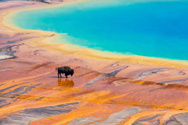 Grand Prismatic Spring