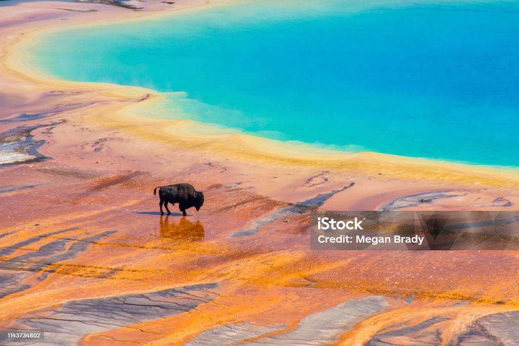 Bison and Grand Prismatic Spring Yellowstone Horizontal Bison crossing the Grand Prismatic Spring, Yellowstone National Park, USA Grand Prismatic Spring Stock Photo