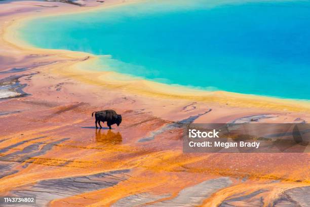 Bison And Grand Prismatic Spring Yellowstone Horizontal Stock Photo - Download Image Now