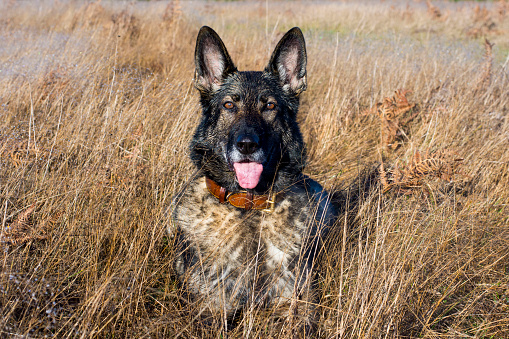 Sable German Shepherd Dog laying in a grassy field