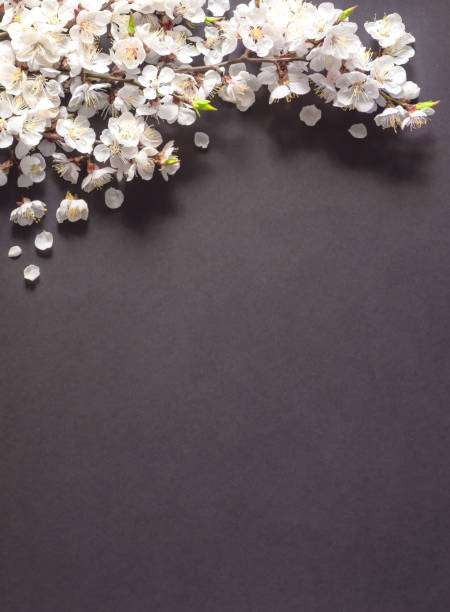 istock Festive background for spring holidays. Spring flowers on black background. Apricot blossom . Top view 1143735780