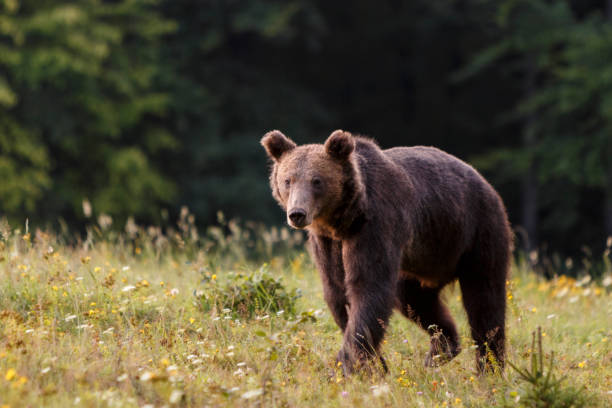 istock Carpathian brown bear in a forest meadow 1143735846
