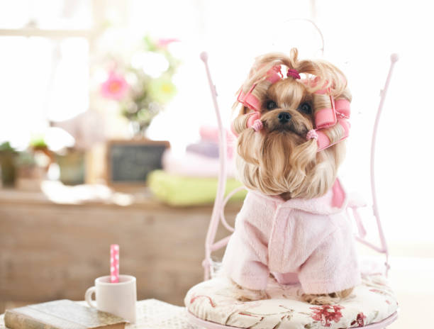 yorkshire terrier dog en el salón de peluquería - diva papel social fotografías e imágenes de stock