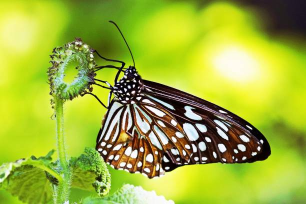 Butterfly drinking juice from flower.
