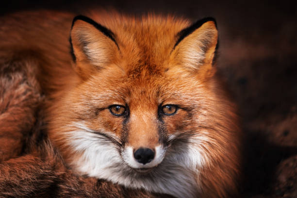 istock Red Fox looks at the camera. Portrait. 1143737994