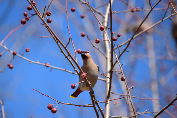 istock The Waxwing on Apple tree branch. Early spring. Siberia. 1143737996