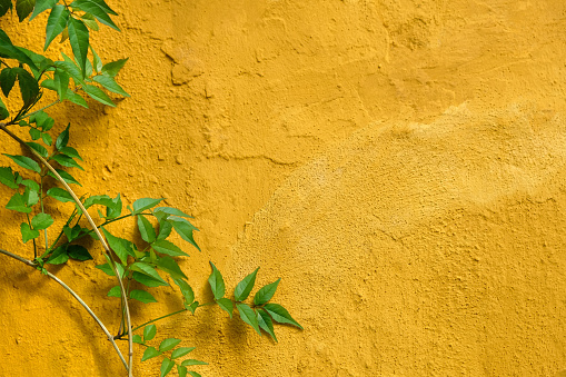 Green leaves decorating on yellow wall in the old town of Marbella