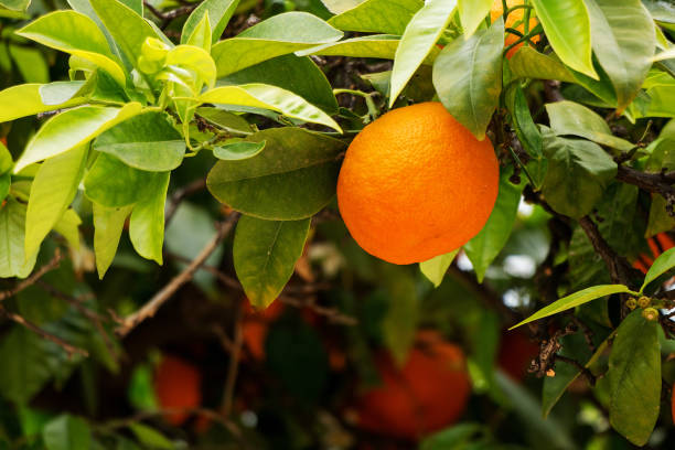 istock Ripe orange tasty tangerines grow on a tree in the garden. 1143740407