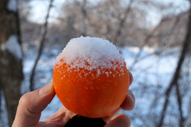 Snowing in the harvesting