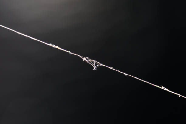 Spider Web Single Thread 50,800+ Spider Web Macro Stock Photos, Pictures & Royalty-Free Images ...