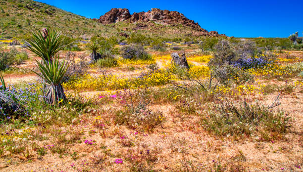 istock Spring Wildflower Superbloom in the desert 1143742267
