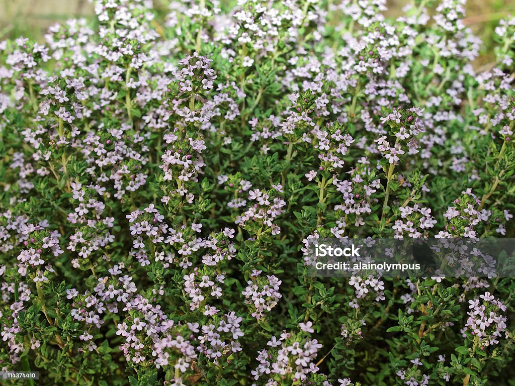 Thyme.  Color Image Stock Photo