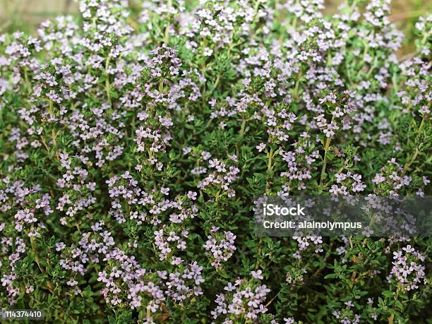 Thyme Stock Photo - Download Image Now - Color Image, Cultivated, Flower