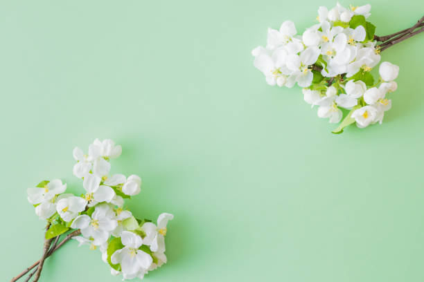 istock Flat lay composition with spring white flowers on a green background 1143744440
