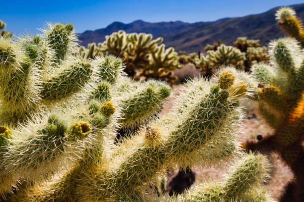 istock teddy bear cholla cactus- Cylindropuntia bigelovii 1143744473