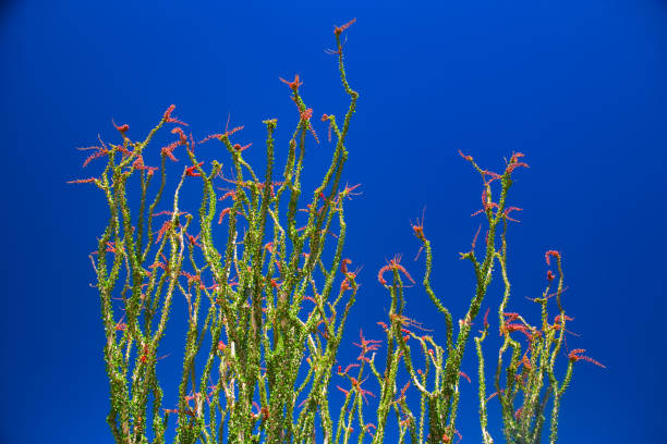 Mountain desert landscape with cacti and other plants and blue sky