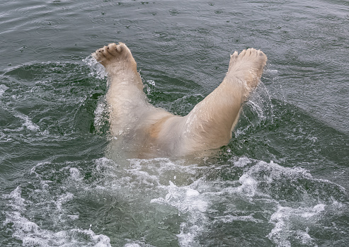 Polar bear diving in the water, funny portrait