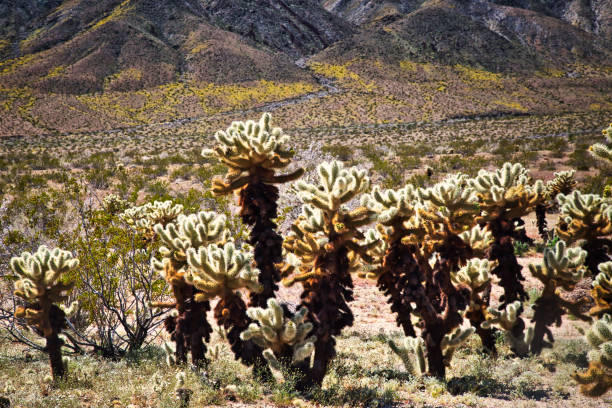 istock teddy bear cholla cactus- Cylindropuntia bigelovii 1143745220