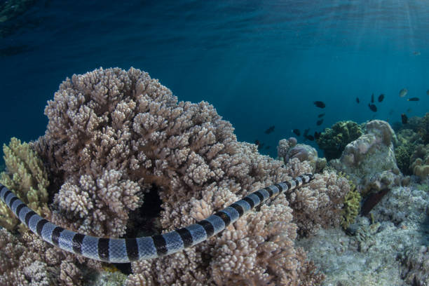 istock Banded Sea Krait Swimming Over Corals 1143745290