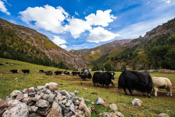 Yaks grazing on green pasture under clear blue sky on China's Tibet Plateau