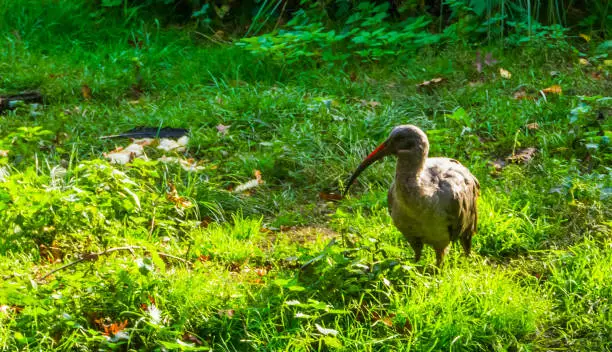 Photo of hadada ibis standing in a grass pasture, tropical bird from Africa, popular zoo animal