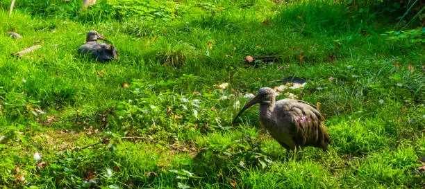 Photo of hadada ibis standing in the grass, tropical bird specie from africa, popular zoo animal