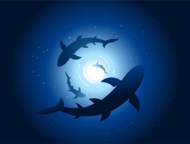 Sharks under water Sharks in the underwater background. sharks in water stock illustrations