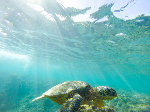 istock turtle swimming in tropical ocean 1143749556
