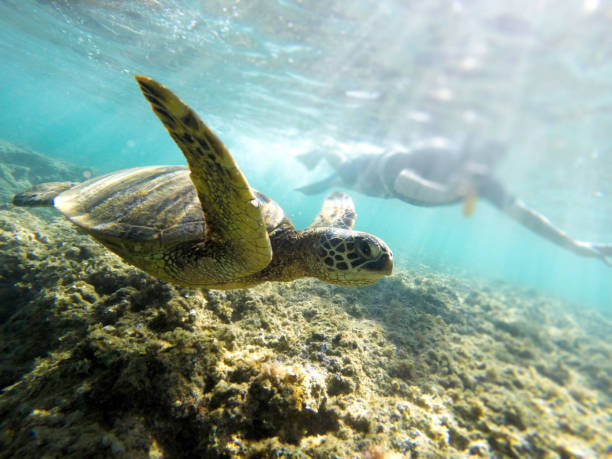 istock turtle swimming in tropical ocean 1143749614
