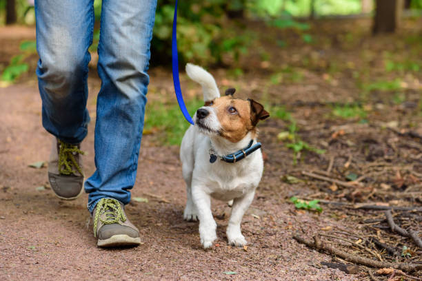 concetto di stile di vita sano con cane e uomo che escursionistico all'aperto - guinzaglio foto e immagini stock