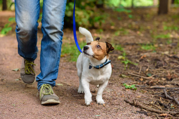 Concept of healthy lifestyle with dog and man hiking outdoor Jack Russell Terrier walking through forest by path dog walking stock pictures, royalty-free photos & images