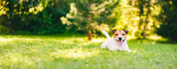 happy jack russell terrier mascota perro acostado en césped verde en el patio trasero jardín - dog lawn grass front or back yard fotografías e imágenes de stock