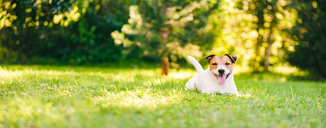 Summer scene with dog (Panorama banner crop)