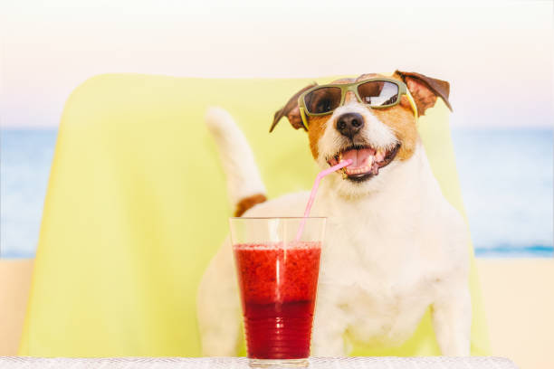 istock Happy dog wearing sunglasses drinking fruit smoothie through cocktail straw 1143749724