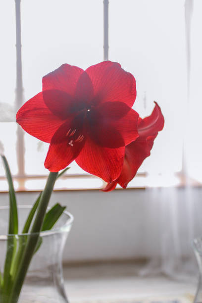 istock Amaryllis red on the table in a vase 1143749733