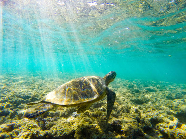istock turtle swimming in tropical ocean 1143750900