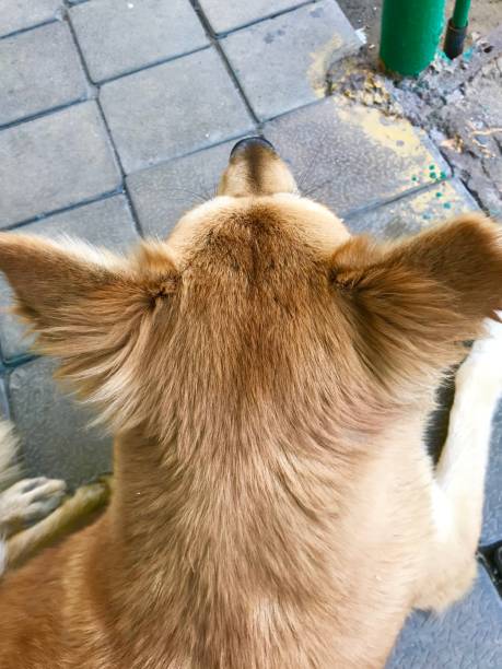 A close up photo of a dog scratching himself