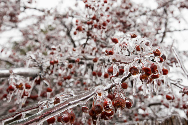 雨を凍らせる、ケベック州、カナダ、4月9日、2019 - apple tree branch ストックフォトと画像