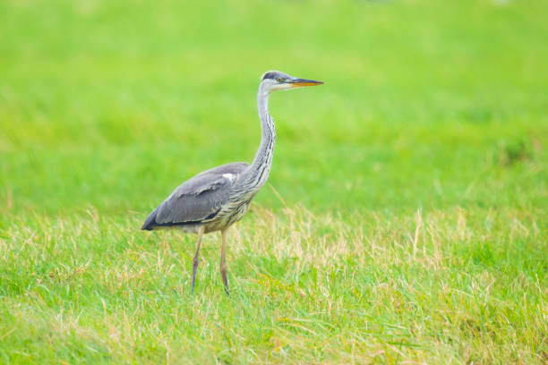 istock Great blue heron Ardea herodias hunting in a meadow 1143754103
