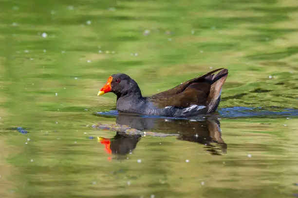 Close-up of a common moorhen, Gallinula chloropus, swimming in a pond on the water surface. The background is green, selective focus is used.