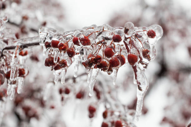 雨を凍らせる、ケベック州、カナダ、4月9日、2019 - apple tree branch ストックフォトと画像