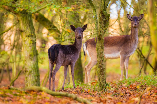 istock Fallow deer Dama Dama doe, hind or fawn in Autumn 1143754244