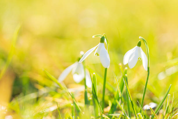 istock Common snowdrop Galanthus nivalis flowers blooming in sunlight 1143754291