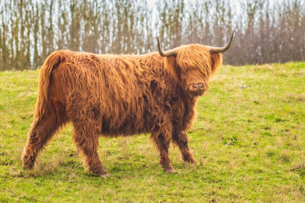 istock Highland cattle, Scottish cattle breed Bos taurus with big long horns 1143754312