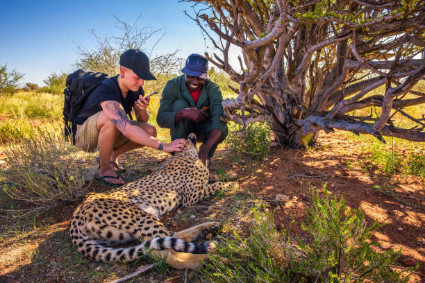 Mariental, Namibia - March 25, 2019 - Keeper and a tourist petting a cheetah