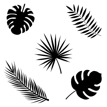 Palm Leaves Set Banana Coconut Date Palm Leaves Icon Isolated On White ...