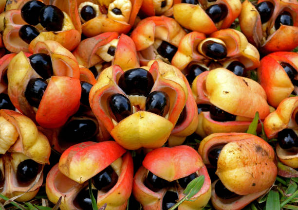 Ackee Stock Photo - Download Image Now - Ackee, Jamaica, Fruit - iStock