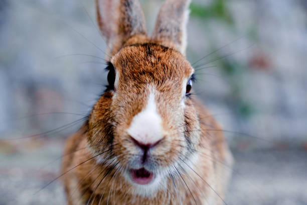 istock cute wild bunny rabbits in japan's rabbit island, okunoshima 1143756015