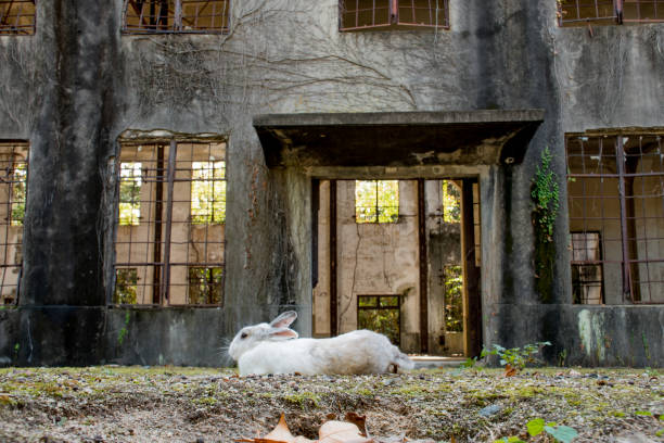 cute wild bunny rabbits in japan's rabbit island, okunoshima