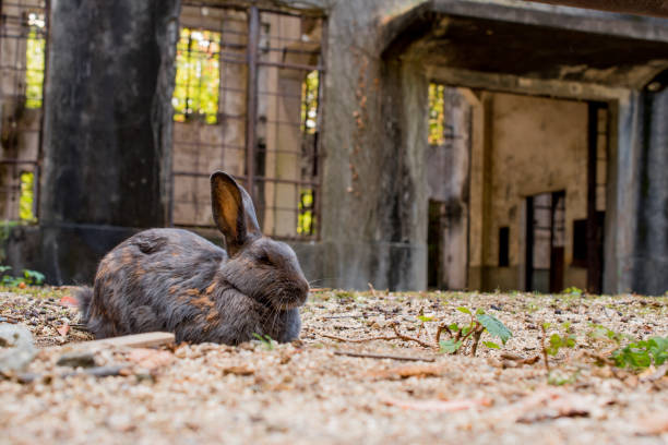istock cute wild bunny rabbits in japan's rabbit island, okunoshima 1143756071